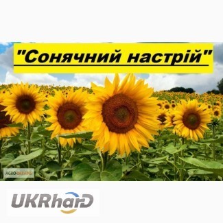 Продам гібрид соняшника СОНЯЧНИЙ НАСТРІЙ